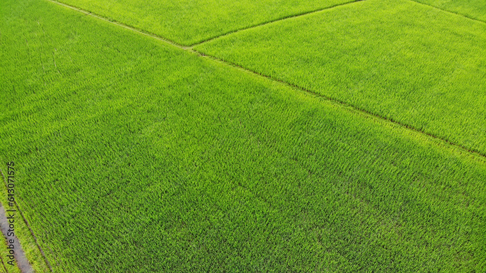 Top view of green rice field background in the morning Top view of green rice field background in the morning