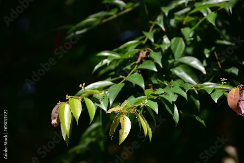 Leaf of Cinnamomum verum, also know as Cinnamomum zeylanicum, colloquially call true cinnamon tree or Ceylon cinnamon tree, is a small evergreen tree belonging to the family Lauraceae