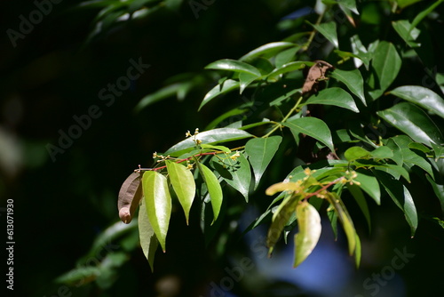 Leaf of Cinnamomum verum, also know as Cinnamomum zeylanicum, colloquially call true cinnamon tree or Ceylon cinnamon tree, is a small evergreen tree belonging to the family Lauraceae