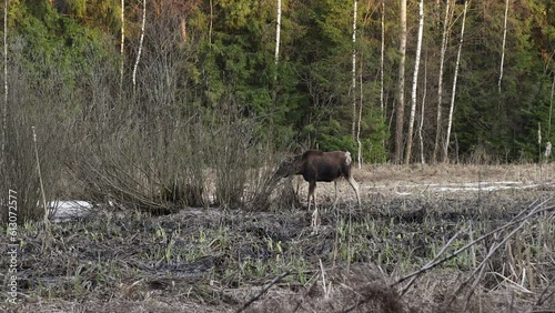 View of female moose eating plants in the swamp