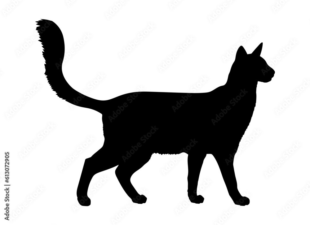 Balinese-Javanese cat silhouette cat breeds vector 