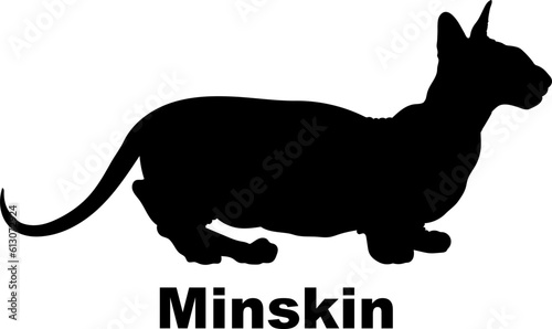 Minskin cat silhouette cat breeds vector 