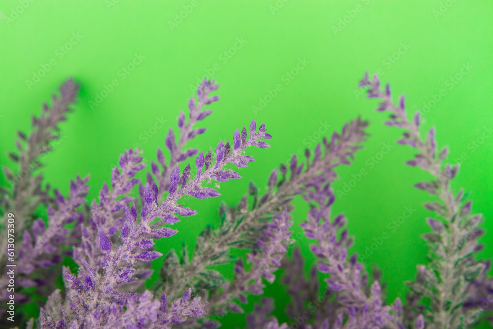 Obraz premium Minimal floral background concept. Blooming lavender on green backdrop