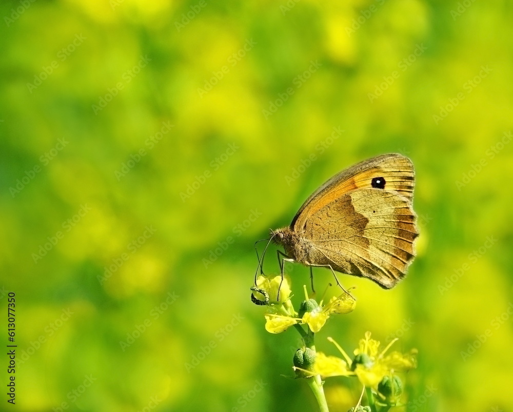 Fototapeta premium butterfly ox-eye in the garden,ochsenauge im garten