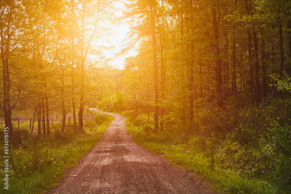 Naklejka premium Trail path in woods. A trail in the forest. Morning in Spring.