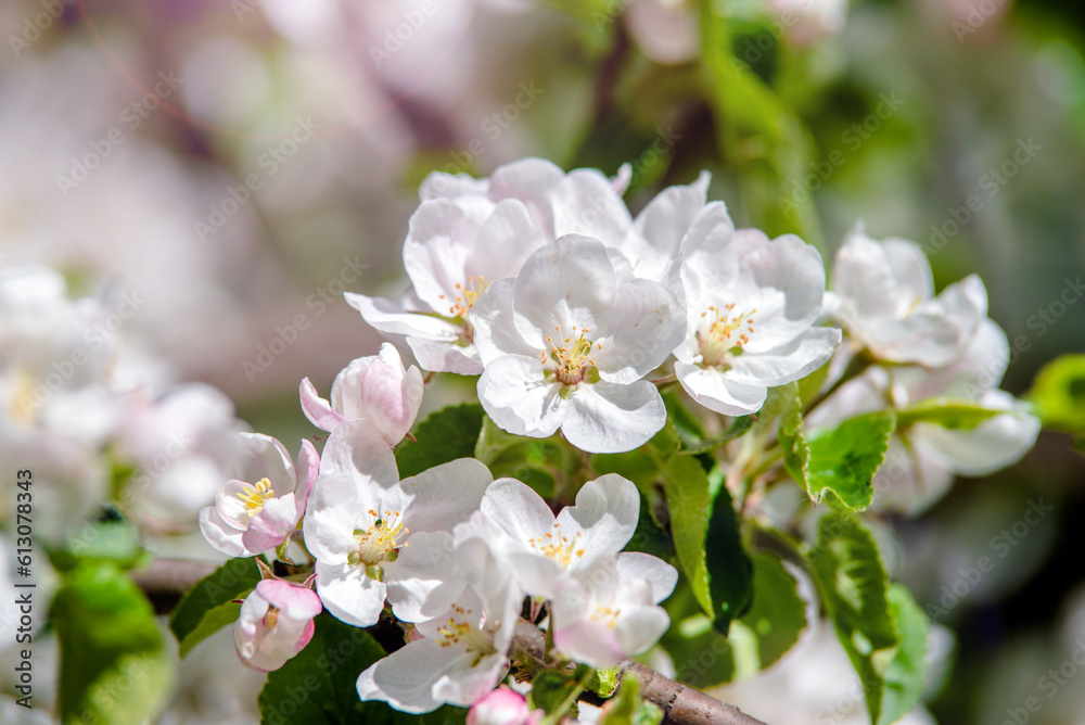 appletree blossom branch in the garden in spring
appletree blossom branch in the garden in spring