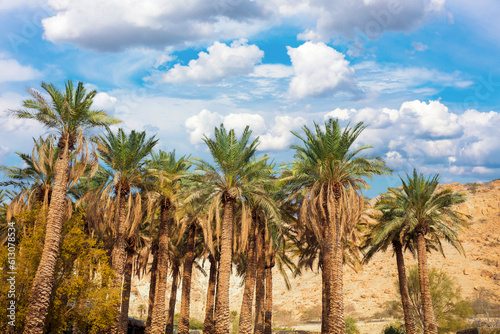 Oasis in desert. Palm trees against mountain © vvvita
