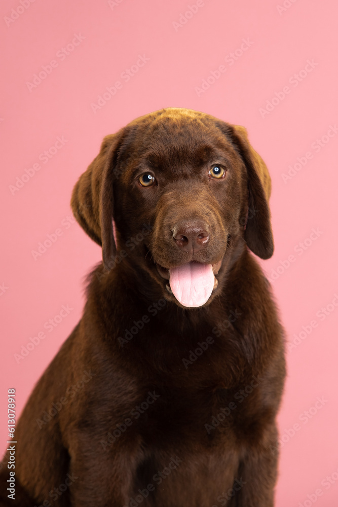 Chocolate Labrador Retriever puppy on a uniform background