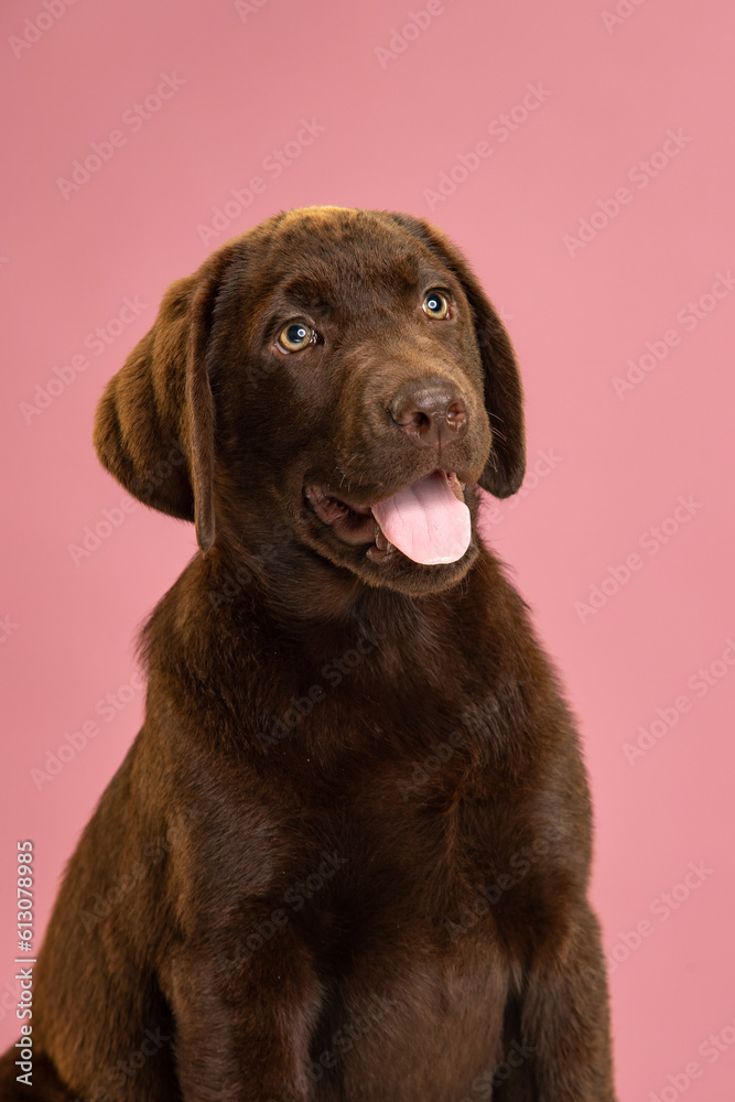 Chocolate Labrador Retriever puppy on a uniform background Chocolate Labrador Retriever puppy on a uniform background