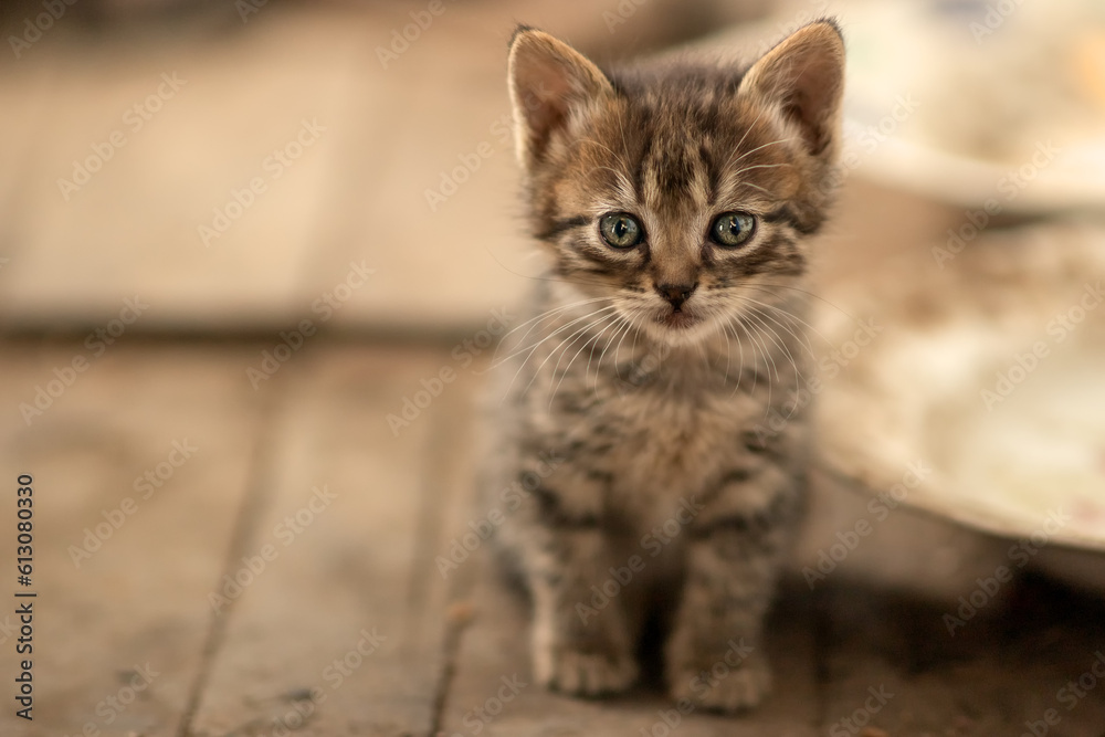 a small striped kitten, in a sleepy state, sits and looks directly into the camera, he is very quiet, unperturbed, cute and affectionate, he just eats, sleeps and plays with pleasure, this is his life a small striped kitten, in a sleepy state, sits and looks directly into the camera, he is very quiet, unperturbed, cute and affectionate, he just eats, sleeps and plays with pleasure, this is his life