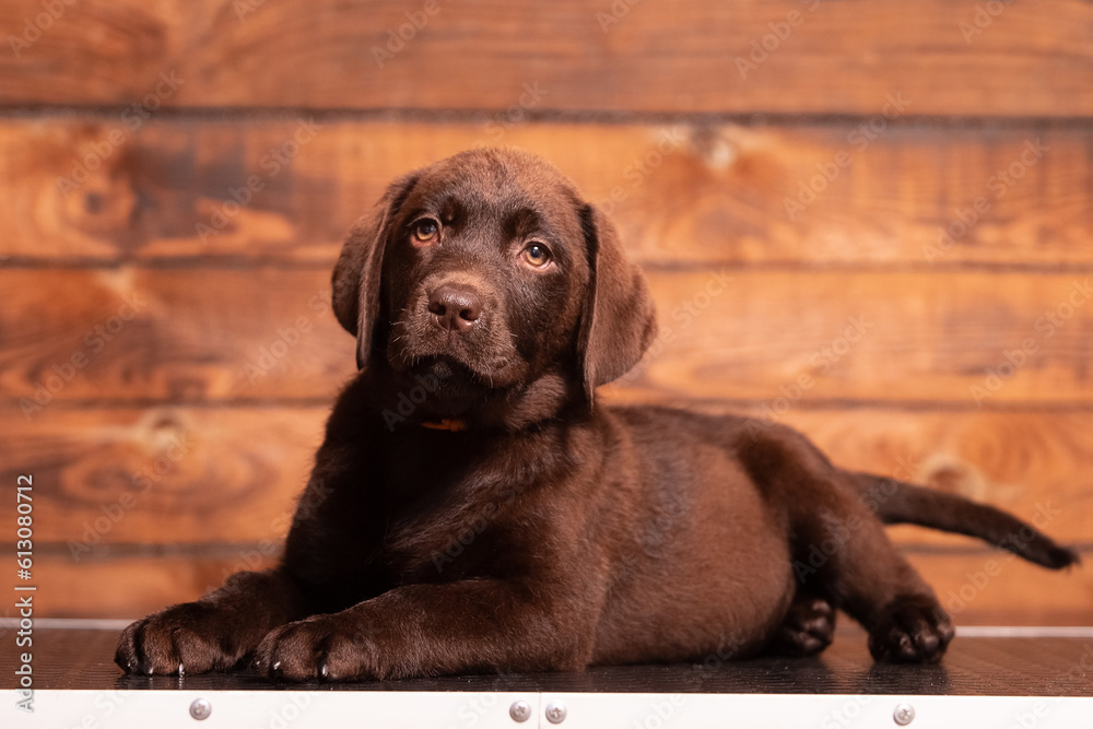 Chocolate Labrador Retriever puppy on a uniform background Chocolate Labrador Retriever puppy on a uniform background