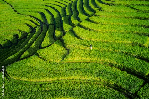 terraced rice terraces in Indonesia photo