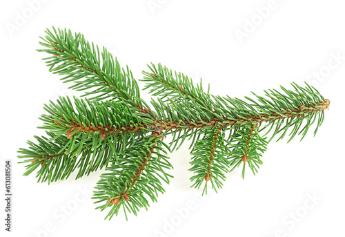 Branch of fir tree isolated on a white background. Christmas tree. Pine branch with needles.