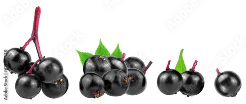Sambucus collection - Elderberries and green leaves isolated on a white background. Clusters of black elderberry fruit.