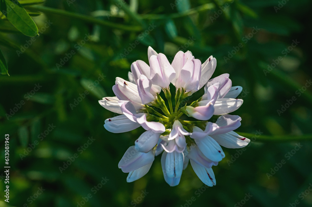 Macro shot of a vibrant pink clover flower, exhibiting intricate details of the petals and the inflorescence Macro shot of a vibrant pink clover flower, exhibiting intricate details of the petals and the inflorescence