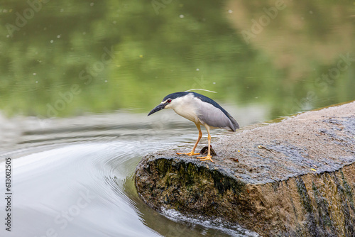Nycticorax nycticorax. Night heron fishing in the Bernesga River  Le  n  Spain.