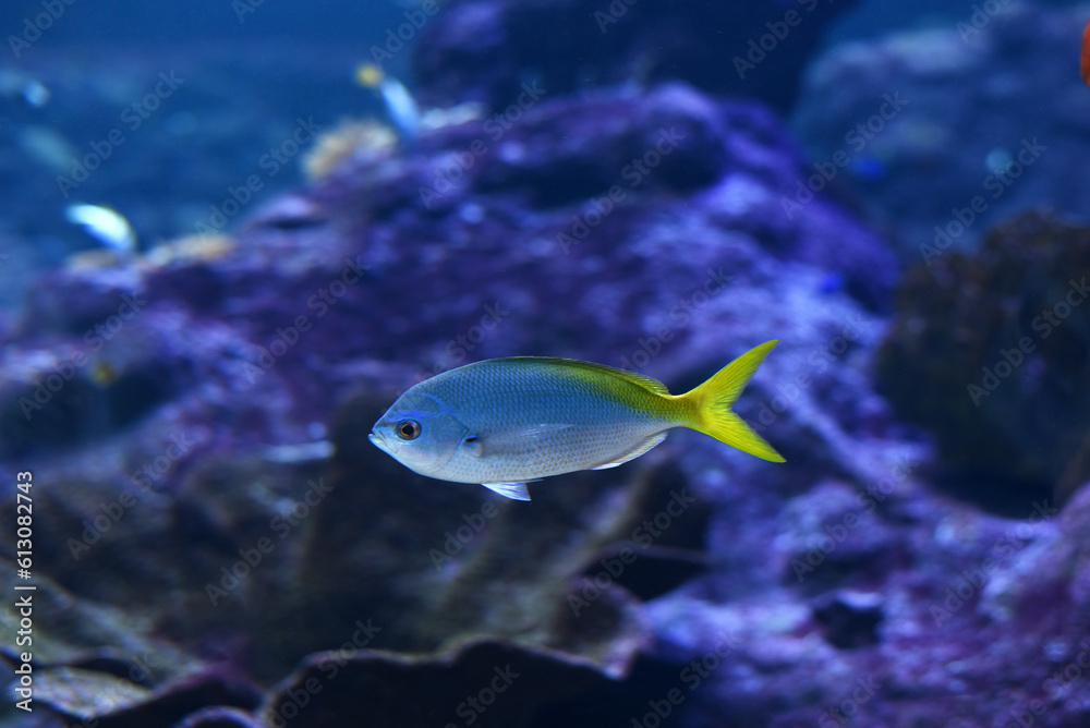 Fototapeta premium Blue fish swimming in an aquarium