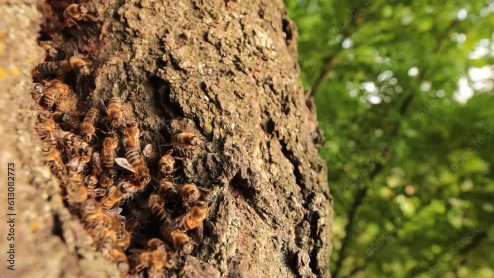 Hidden Abode: Honeybees Found Nesting in Tree Hollow Hidden Abode: Honeybees Found Nesting in Tree Hollow