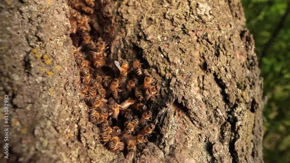 Secret Sanctuary: Discovering Honeybees' Hive in a Hollow Secret Sanctuary: Discovering Honeybees' Hive in a Hollow