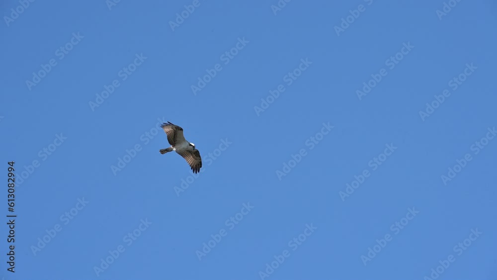 Osprey (Pandion haliaetus) hovering against blue sky, looking for prey down in water. Osprey (Pandion haliaetus) hovering against blue sky, looking for prey down in water.
