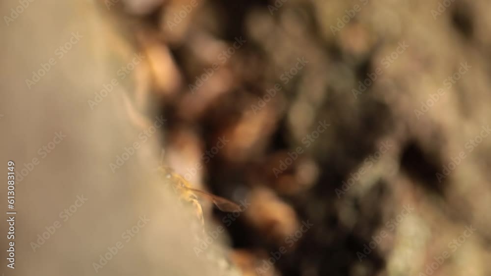Buzzing Haven: Honeybees' Home Revealed in Tree Hollow