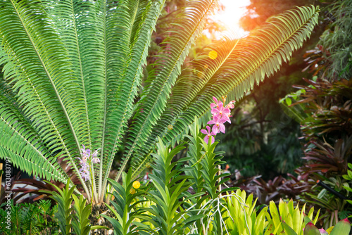 Pink orchid is blooming with cycad plant and sunlight background at the garden.