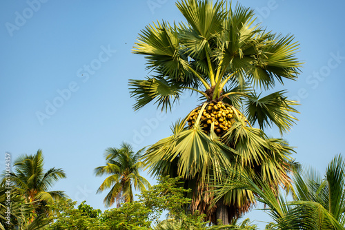 A hugh sugar palm tree or tala palm tree with fruits.