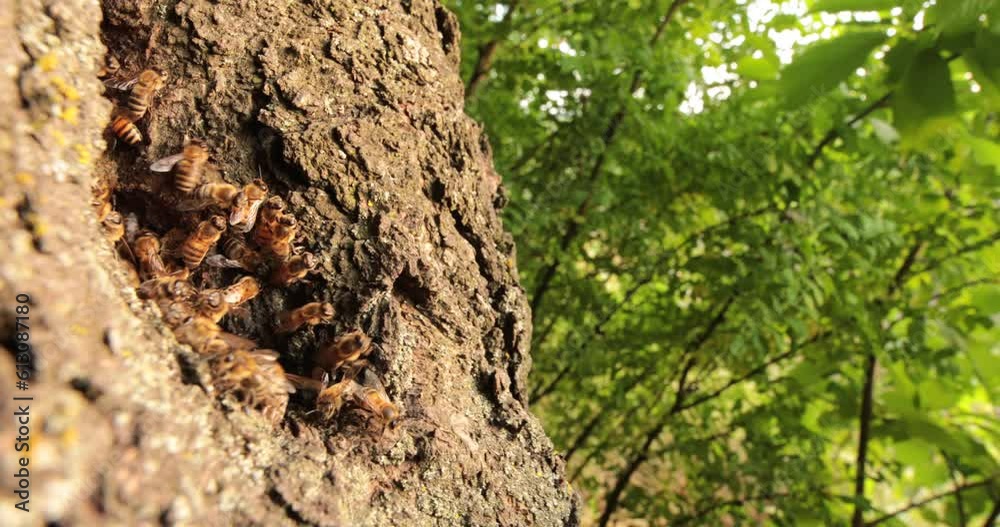 Buzzing Haven: The Secret Life of Honeybees in Their Tree Cavity Home Buzzing Haven: The Secret Life of Honeybees in Their Tree Cavity Home