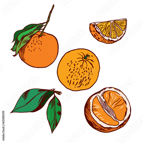 Orange fruit  leaves  orange slices. Orange vector illustration on white background. Packaging paper  labels and covers for food and cosmetic products