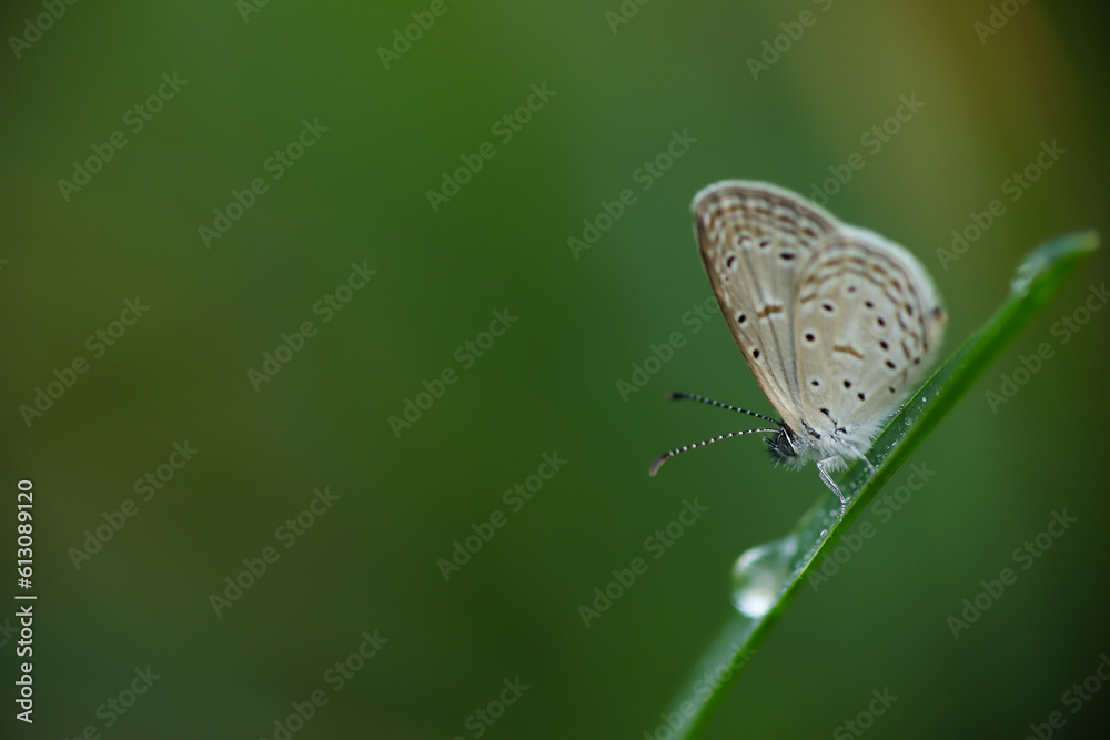 Butterfly on a green leaf