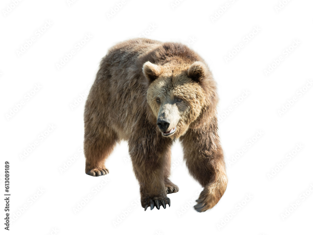 brown bear isolated on white background brown bear isolated on white background