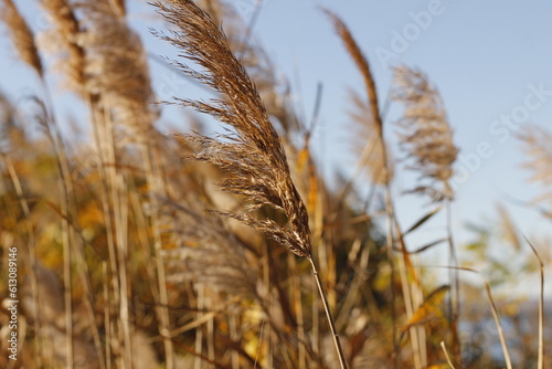 dry cattails cylindrical spike on the river bank on a sunny autumn day with a blurred background