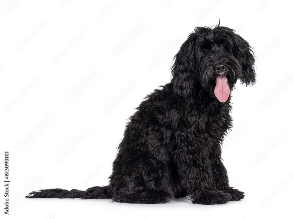 Cute black Labradoodle, sitting side ways. Looking straight to camera. Tongue out, panting. Isolated on a white background.
