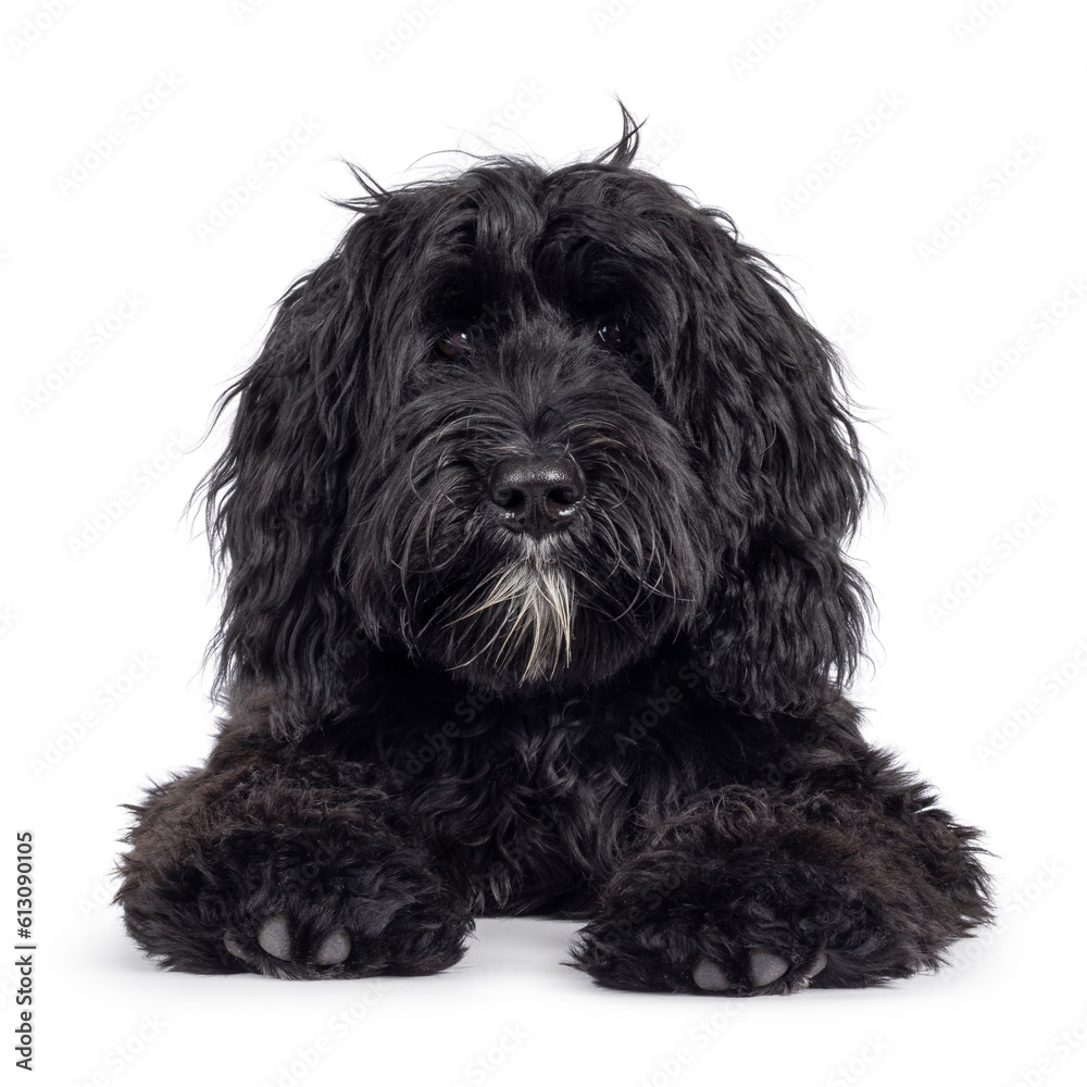 Cute black Labradoodle, laying down facing front. Looking straight to camera. Isolated on a white background. facing front.