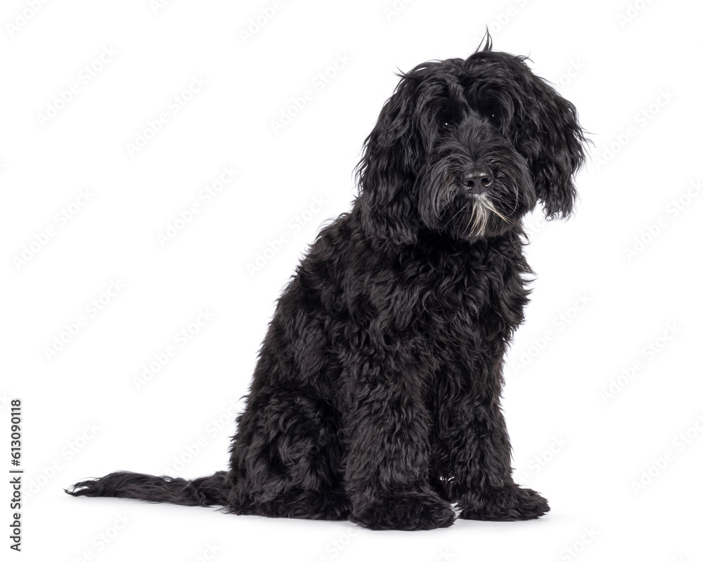 Cute black Labradoodle, sitting side ways. Looking straight to camera. Isolated on a white background.
