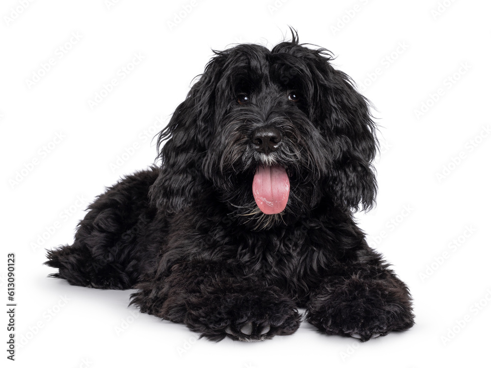Cute black Labradoodle, laying down facing front. Looking straight to camera. Tongue out, panting. Isolated on a white background. facing front.