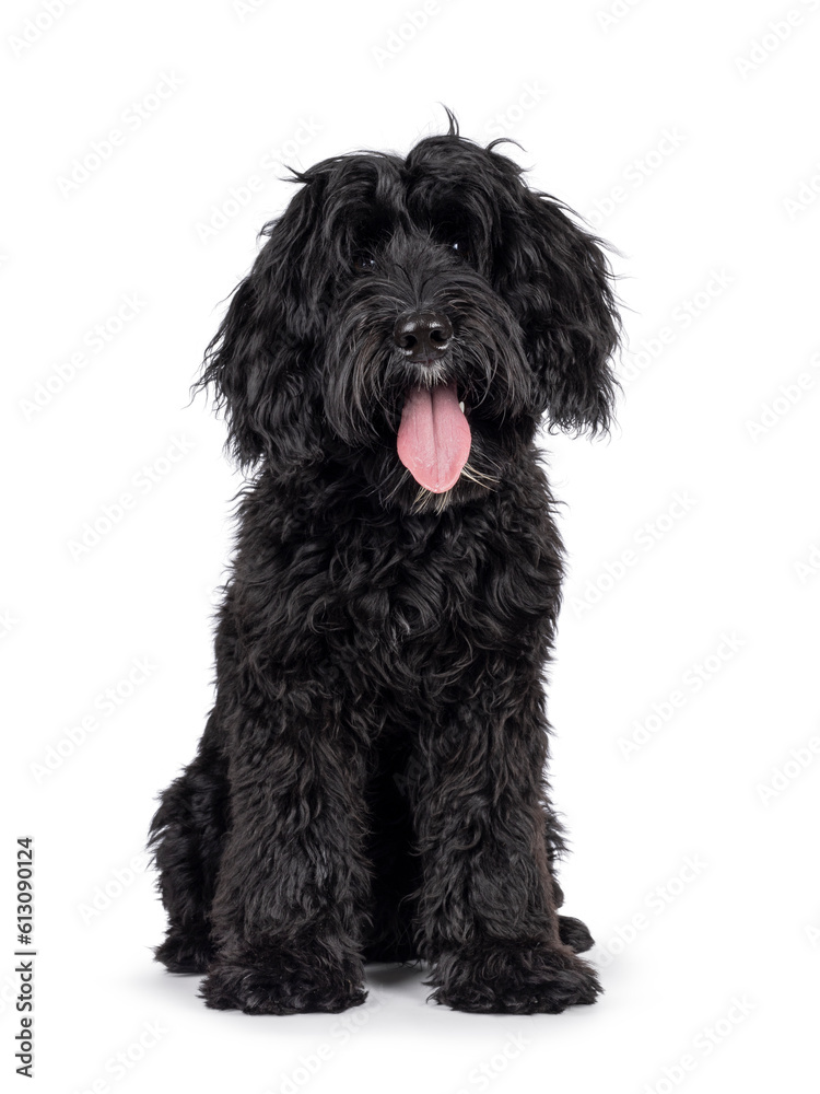 Cute black Labradoodle, sitting up facing front. Looking straight to camera. Isolated on a white background. facing front.