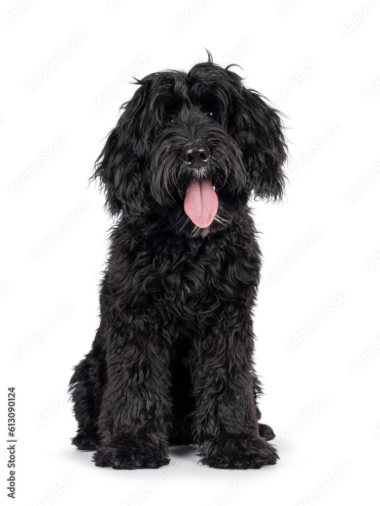 Cute black Labradoodle, sitting up facing front. Looking straight to camera. Isolated on a white background. facing front. Cute black Labradoodle, sitting up facing front. Looking straight to camera. Isolated on a white background. facing front.