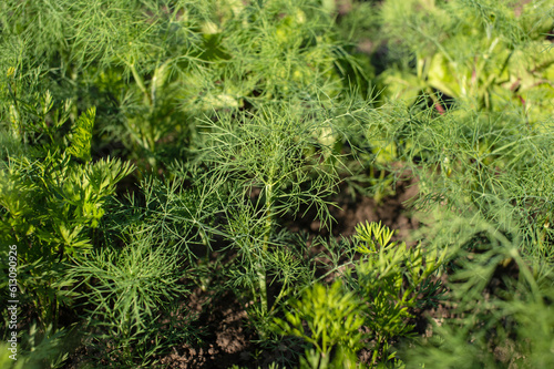 Green young dill grows in the garden bed