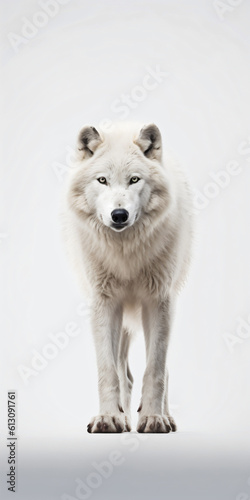 A lone arctic wolf (Canis lupus arctos) isolated on a white background