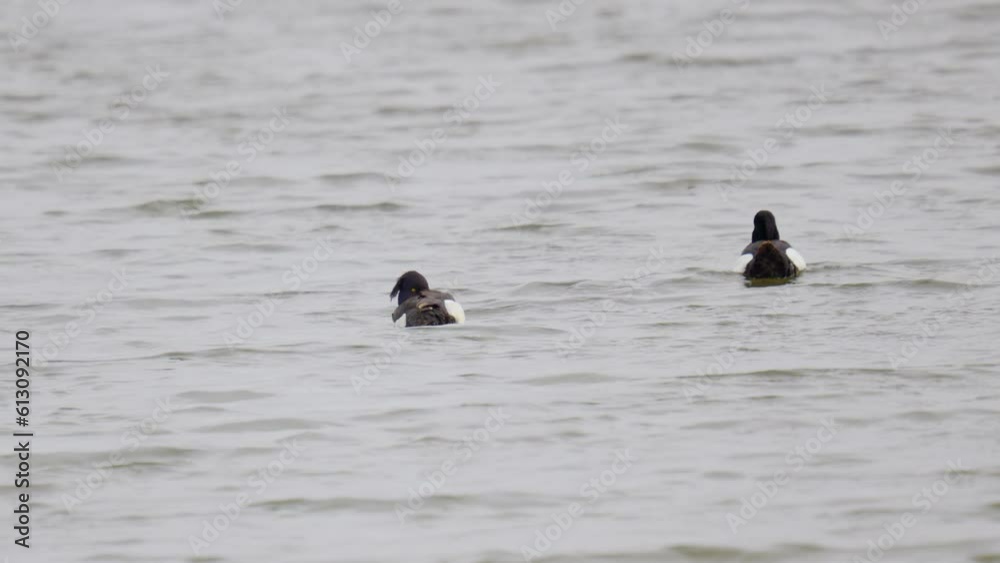 Waterbirds, Eider duck Somateria mollissima flock swimming