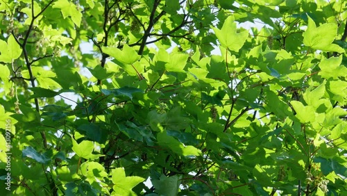 Sycamore leaves. These broadleaf trees can grow to 35m and live for 400 years photo