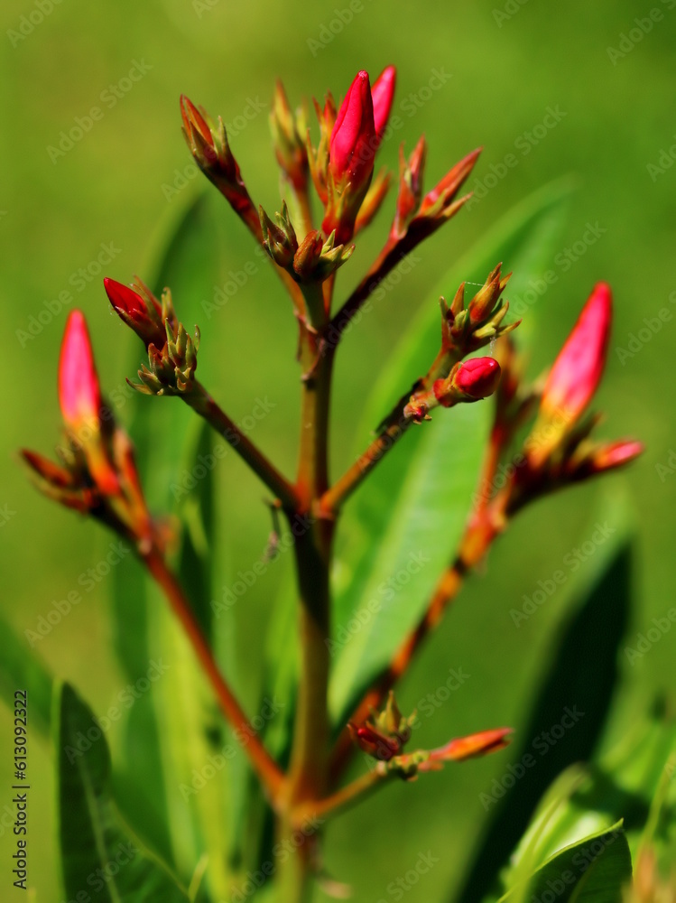 Oleander, Buds, Pink Oleander, Close-up, Spring, Garden