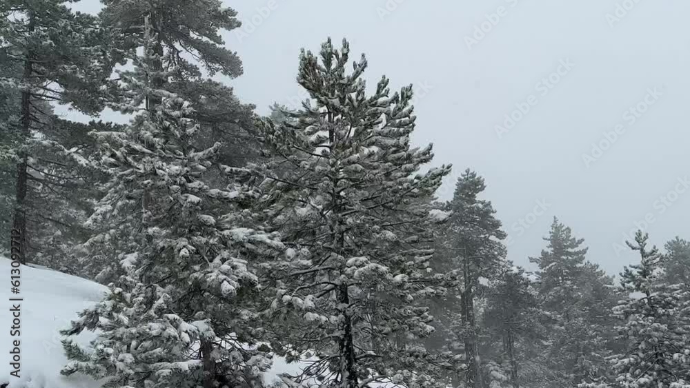 relaxing and therapeutic effect with flaky snowfall in nature relaxing and therapeutic effect with flaky snowfall in nature