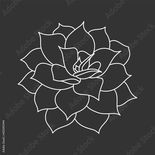 Succulent echeveria in doodle style, vector illustration. Desert flower for print and design. Outline mexican plant, graphic isolated element on chalk board background. Housplant for decor interior