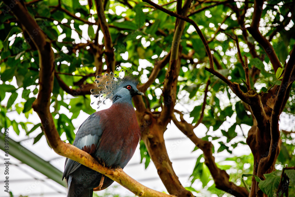 Western Crowned-Pigeon, named for the lacy feathers on its head. Among the world largest pigeons. Threatened by deforestation and hunting for its feathers. Western Crowned-Pigeon, named for the lacy feathers on its head. Among the world largest pigeons. Threatened by deforestation and hunting for its feathers.