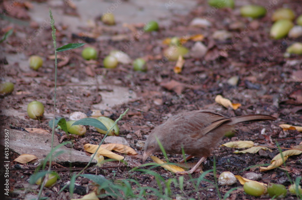 Bird on a garden