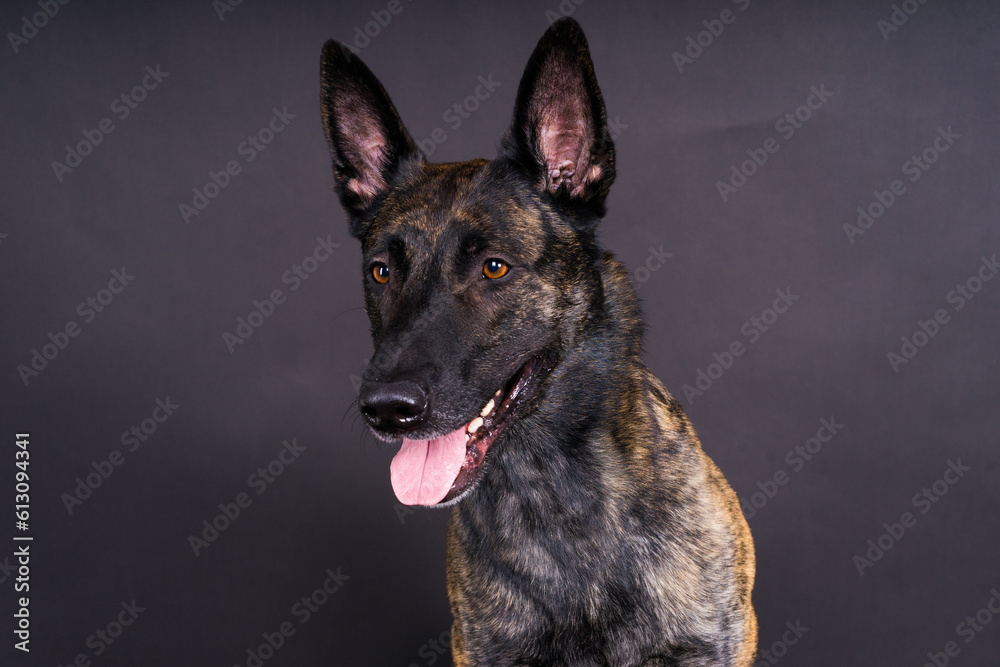 Studio shot of an adorable mixed breed dog sitting on black background.
