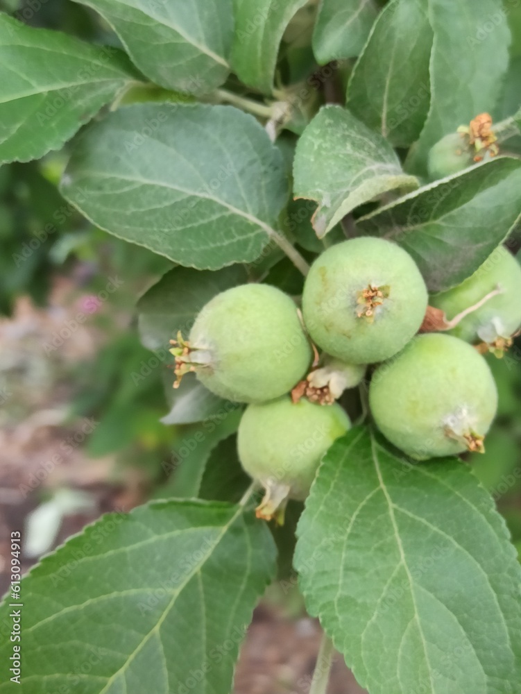 figs on a tree