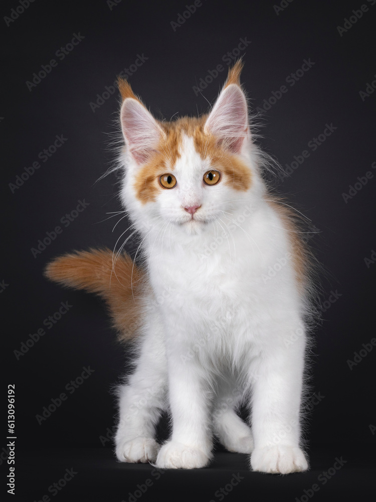 Handsome white with red Maine Coon cat kitten, standing facing front. Looking curious towards camera. Isolated on a black background.